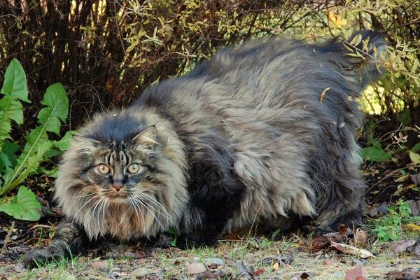 挪威森林貓市場價格多少錢一只 挪威森林貓怎么養