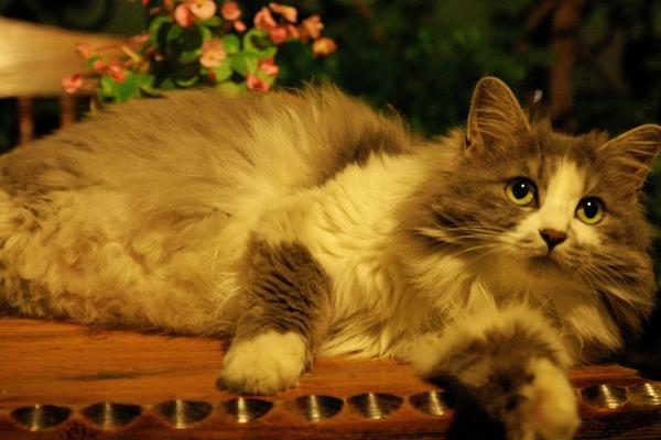 挪威森林貓市場價格多少錢一只 挪威森林貓怎么養