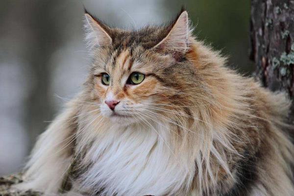 挪威森林貓市場價格多少錢一只 挪威森林貓怎么養