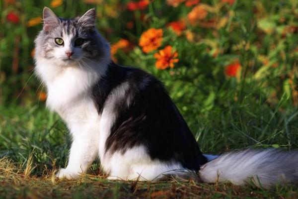 挪威森林貓市場價格多少錢一只 挪威森林貓怎么養