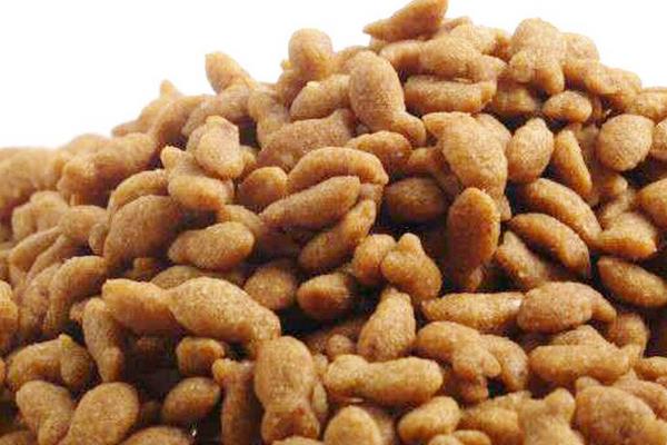 挪威森林貓市場價格多少錢一只 挪威森林貓怎么養