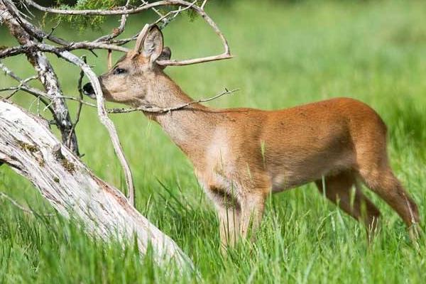 狍子養殖需要什么條件 養殖狍子是騙局嗎
