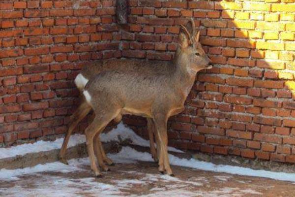 狍子養(yǎng)殖需要什么條件 養(yǎng)殖狍子是騙局嗎