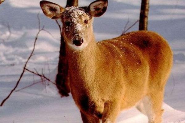 狍子養(yǎng)殖需要什么條件 養(yǎng)殖狍子是騙局嗎