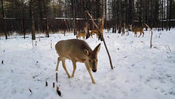 狍子養(yǎng)殖需要什么條件 養(yǎng)殖狍子是騙局嗎