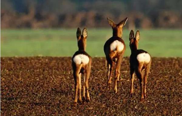 狍子養(yǎng)殖需要什么條件 養(yǎng)殖狍子是騙局嗎