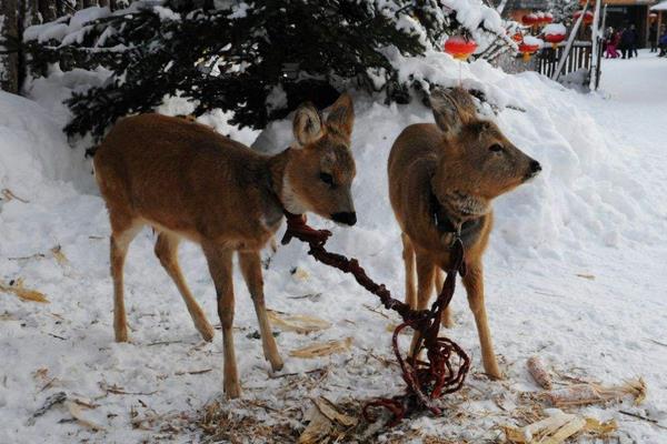狍子養(yǎng)殖需要什么條件 養(yǎng)殖狍子是騙局嗎