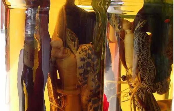 蛤蚧泡酒的功效與作用 蛤蚧泡酒的配方