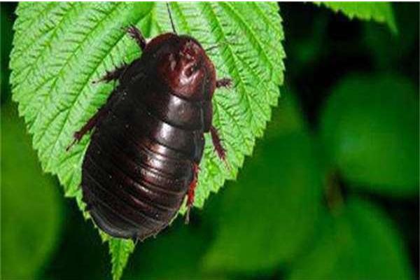 土元怎么養(yǎng) 土元養(yǎng)殖技術(shù)