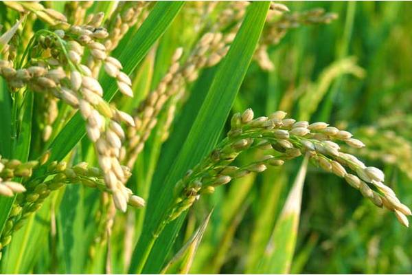 水稻復合肥哪種比較好 水稻追肥的最佳時間