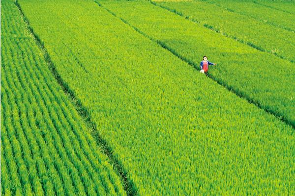 水稻復合肥哪種比較好 水稻追肥的最佳時間