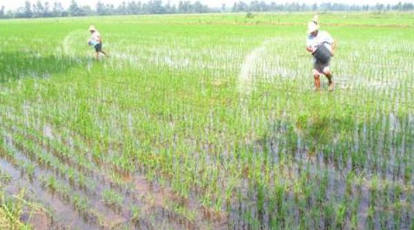 水稻復合肥哪種比較好 水稻追肥的最佳時間
