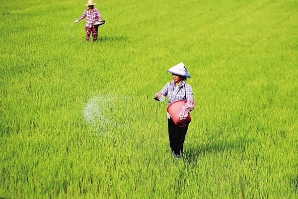 水稻復合肥哪種比較好 水稻追肥的最佳時間