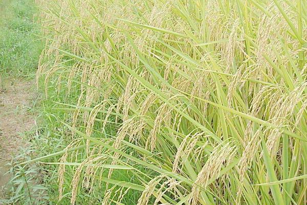 水稻卷葉蟲用什么藥好 水稻卷葉蟲防治方法