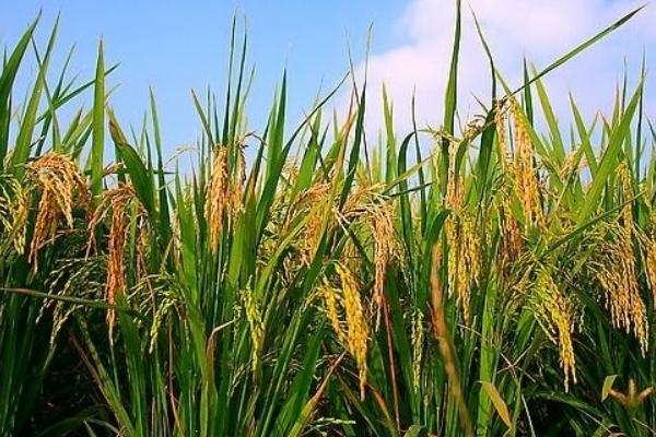 水稻卷葉蟲用什么藥好 水稻卷葉蟲防治方法