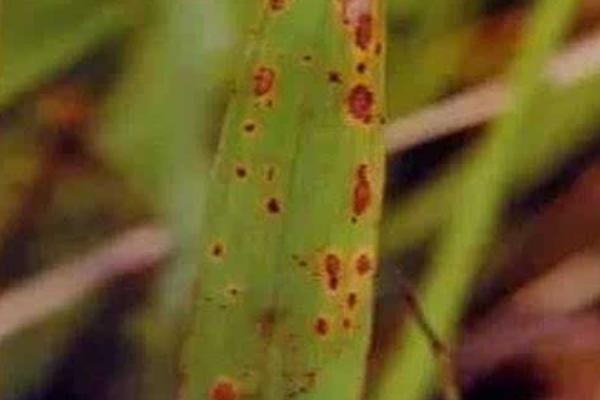 水稻紅葉病是怎么回事 水稻紅葉病用什么藥好