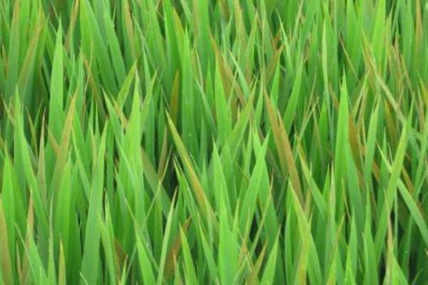 水稻紅葉病是怎么回事 水稻紅葉病用什么藥好