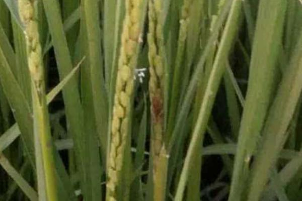 水稻紅葉病是怎么回事 水稻紅葉病用什么藥好