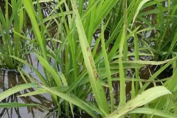 水稻紅葉病是怎么回事 水稻紅葉病用什么藥好