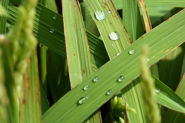 水稻紅葉病是怎么回事 水稻紅葉病用什么藥好