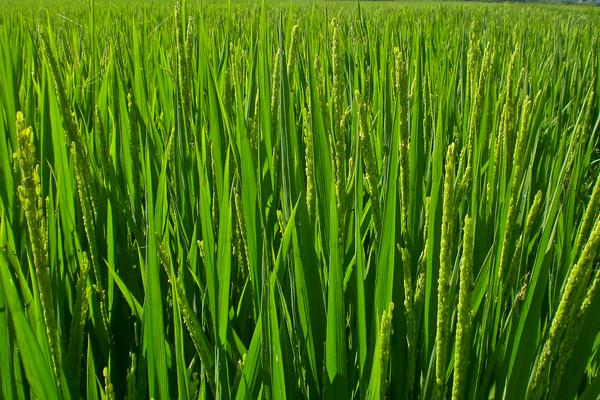 硅肥對水稻的作用是什么 鉀肥過多對水稻危害是什么