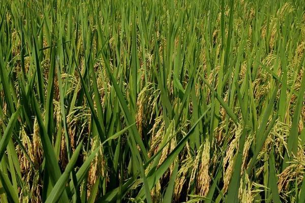 硅肥對(duì)水稻的作用是什么 鉀肥過(guò)多對(duì)水稻危害是什么