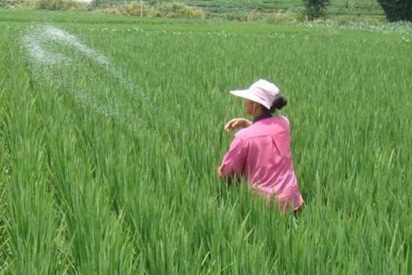 硅肥對(duì)水稻的作用是什么 鉀肥過(guò)多對(duì)水稻危害是什么
