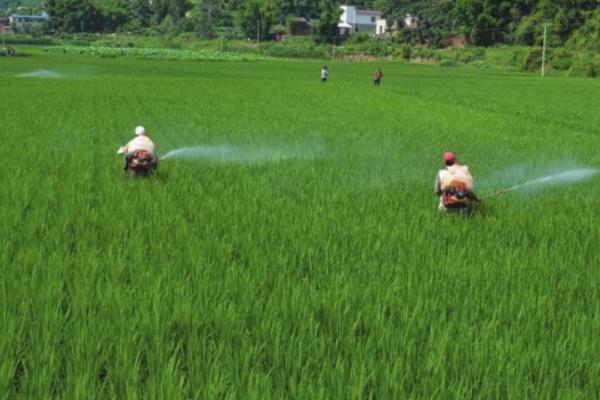 硅肥對(duì)水稻的作用是什么 鉀肥過(guò)多對(duì)水稻危害是什么