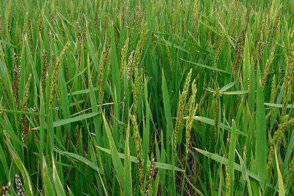 水稻三化螟防治時間是什么時候 水稻二化螟和三化螟的區別是什么