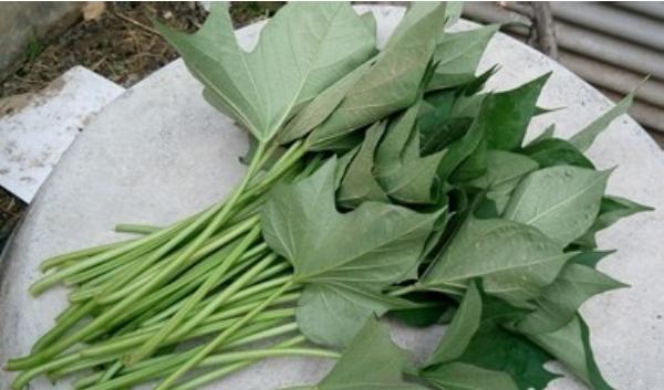 紅薯梗的功效與作用及禁忌 紅薯梗的藥用價值