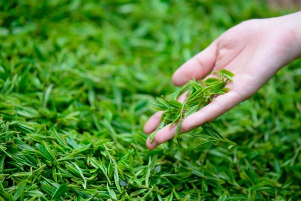 紅茶和綠茶的區(qū)別是什么 白茶是綠茶嗎