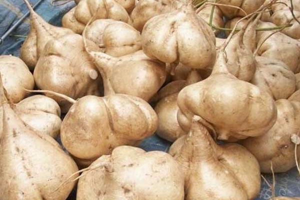 地瓜是紅薯嗎 地瓜和紅薯的區(qū)別是什么