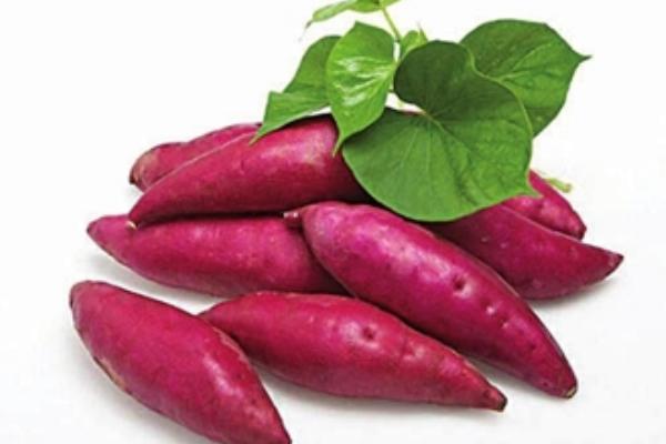 地瓜是紅薯嗎 地瓜和紅薯的區(qū)別是什么