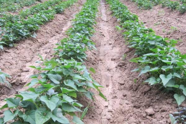 紅薯怎么種 紅薯控旺什么藥最好
