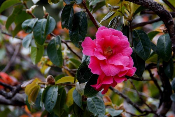 山茶樹種植技術 山茶樹幾年結果
