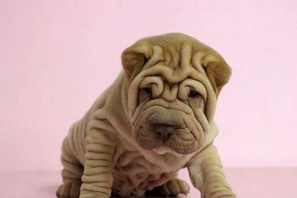 沙皮狗市場價(jià)格多少錢一只 沙皮狗好養(yǎng)嗎