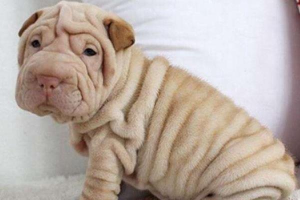 沙皮狗市場價(jià)格多少錢一只 沙皮狗好養(yǎng)嗎