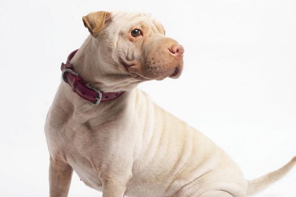 沙皮狗市場價(jià)格多少錢一只 沙皮狗好養(yǎng)嗎