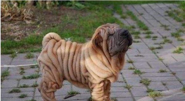 沙皮狗市場價(jià)格多少錢一只 沙皮狗好養(yǎng)嗎