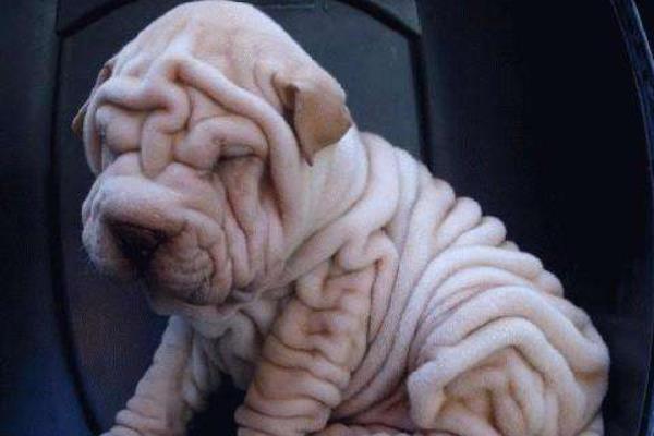 沙皮狗市場價(jià)格多少錢一只 沙皮狗好養(yǎng)嗎