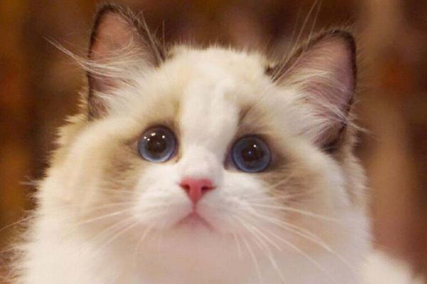 上班族適合養(yǎng)布偶貓嗎 布偶貓是什么貓雜交的