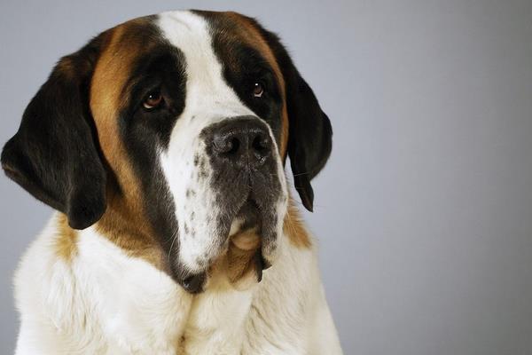 圣伯納為什么養的不多 為什么要禁養圣伯納