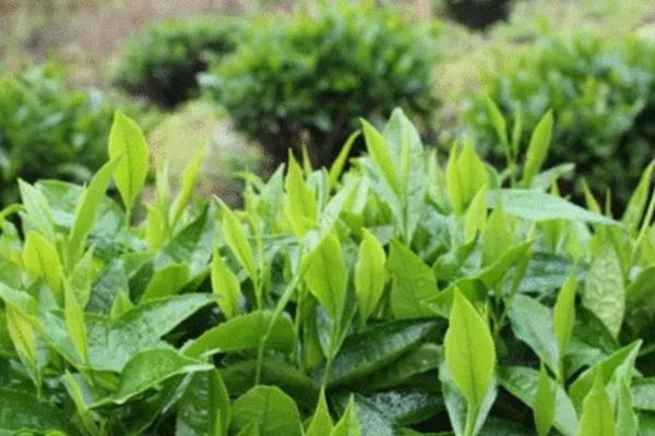 涌溪火青市場價格多少一斤 涌溪火青是什么茶