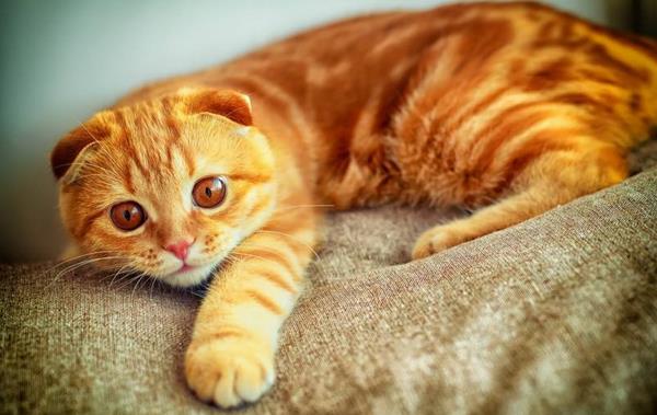 蘇格蘭折耳貓市場價格多少錢一只 蘇格蘭折耳貓的優點和缺點