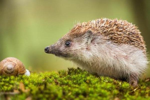 養刺猬需要注意什么 刺猬臭嗎 刺猬養殖技術