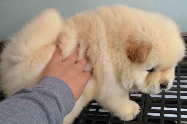 為什么松獅很少人養 松獅為什么不適合家養