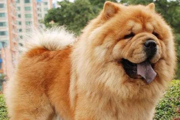 為什么松獅很少人養 松獅為什么不適合家養