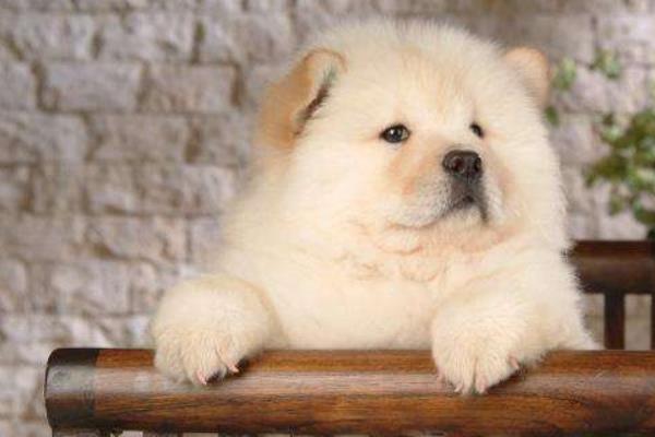 為什么松獅很少人養 松獅為什么不適合家養