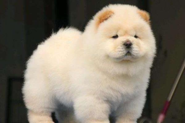 為什么松獅很少人養 松獅為什么不適合家養