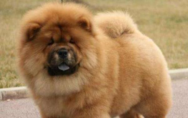 為什么松獅很少人養 松獅為什么不適合家養